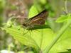 줄점팔랑나비 Parnara guttata (Common Straight Swift Butterfly)