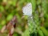 남방부전나비 Pseudozizeeria maha (Pale Grass Blue Butterfly)