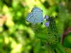 남방부전나비 Pseudozizeeria maha (Pale Grass Blue Butterfly)