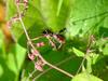 톱다리개미허리노린재 Riptortus clavatus (Bean Bug)