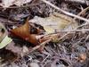 북방산개구리 Rana dybowskii (Dybowski' s Brown Frog)