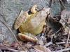 북방산개구리 Rana dybowskii (Dybowski' s Brown Frog)