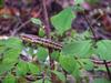 무자치 Elaphe rufodorsata (Red-backed Ratsnake)