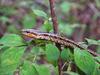 무자치 Elaphe rufodorsata (Red-backed Ratsnake)