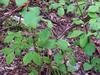 무자치 Elaphe rufodorsata (Red-backed Ratsnake)