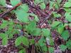 무자치 Elaphe rufodorsata (Red-backed Ratsnake)