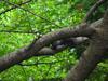 청설모 Sciurus vulgaris vulgaris (Korean Tree Squirrel)