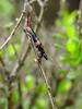 고마로브집게벌레 Timomenus komarovi (Komarov's Earwig)