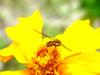 꽃등에 한마리 -- 호리꽃등에 Episyrphus balteatus (Marmelade hoverfly)