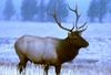 Bull Elk (Cervus elaphus)