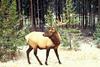 Bull Elk (Cervus elaphus)