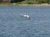 SWAN LANDING ON WATER