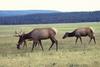 Elks (Cervus elaphus)