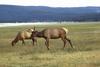 Elks (Cervus elaphus)