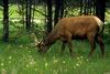 Elk (Cervus elaphus)