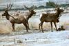 Tule Elks (Cervus elaphus nannodes)