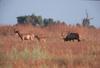 Tule Elks (Cervus elaphus nannodes)