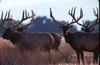 Tule Elks (Cervus elaphus nannodes)