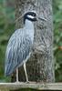 Yellow-Crowned Night Heron (Nyctanassa violacea)