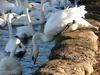 Mute swans at Linlithgow - mute swan (Cygnus olor)