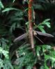 Crane fly