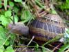 snail