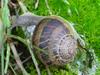 snail