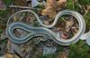 Eastern Ribbon Snake (Thamnophis sauritus sauritus)