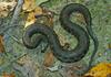 Northern Water Snake (Nerodia sipedon sipedon)