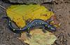 Spotted Salamander (Ambystoma maculatum)