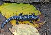 Marbled Salamander (Ambystoma opacum)