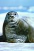 Bearded Seal (Erignathus barbatus)