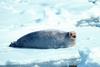 Bearded Seal (Erignathus barbatus)