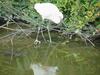 쇠백로 Egretta garzetta garzetta (Little Egret)