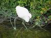 쇠백로 Egretta garzetta garzetta (Little Egret)