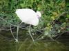 쇠백로 Egretta garzetta garzetta (Little Egret)