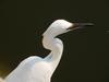 쇠백로 Egretta garzetta garzetta (Little Egret)