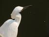 쇠백로 Egretta garzetta garzetta (Little Egret)