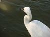 쇠백로 Egretta garzetta garzetta (Little Egret)