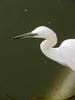 쇠백로 Egretta garzetta garzetta (Little Egret)