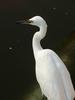 쇠백로 Egretta garzetta garzetta (Little Egret)