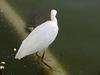 청거북과 쇠백로 Egretta garzetta garzetta (Little Egret)