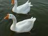 중국거위 Anser cygnoides (Swan Goose)