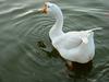 중국거위 Anser cygnoides (Swan Goose)
