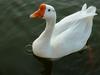 중국거위 Anser cygnoides (Swan Goose)