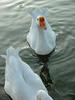 중국거위 Anser cygnoides (Swan Goose)