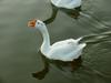 중국거위 Anser cygnoides (Swan Goose)