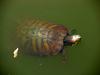 청거북 Trachemys scripta elegans (Red-eared Pond Slider Turtle)