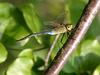 dragon fly
