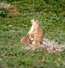 Prarie dog feeding
